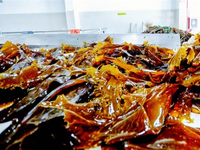 海带食用方法及功效