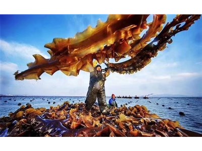 海带不能直接用水泡